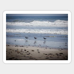 California Beach Birds Chilling on the Sunny Beach Photo V1 Magnet